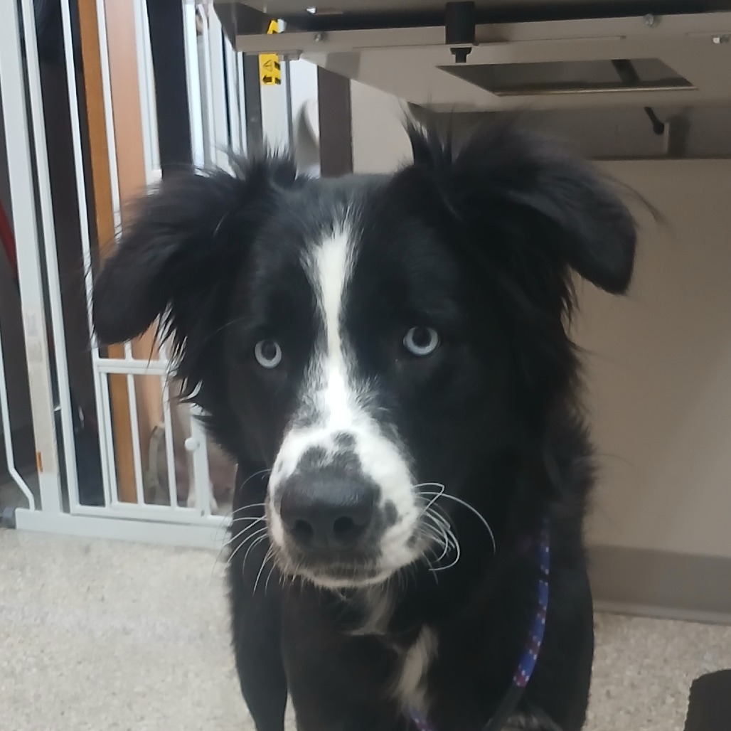 Zola — thumbnail 2