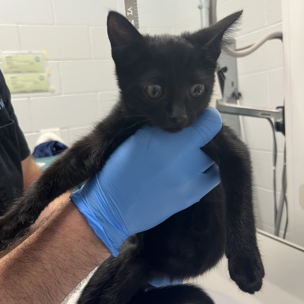 BEN 1 - Domestic Shorthair available for adoption