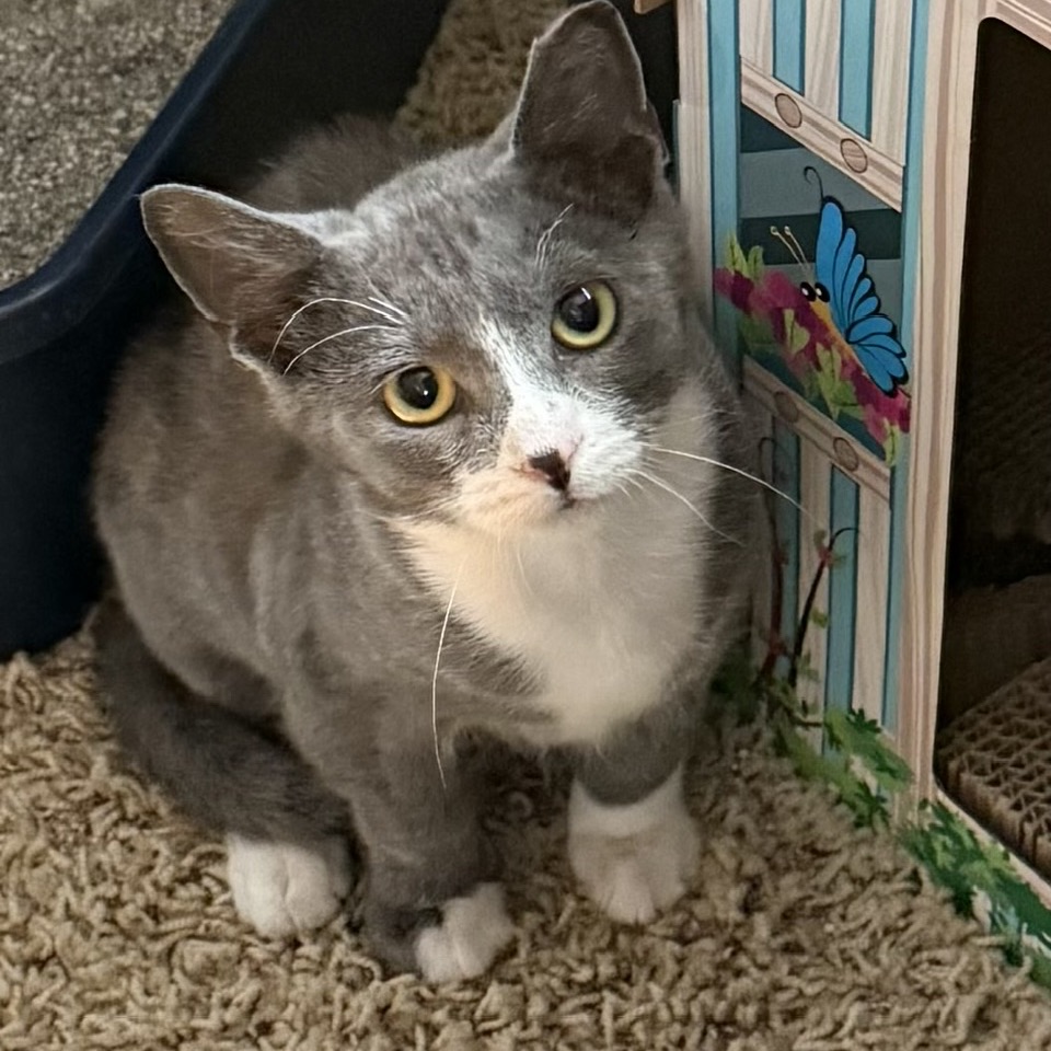 TAMARIND - Domestic Shorthair available for adoption