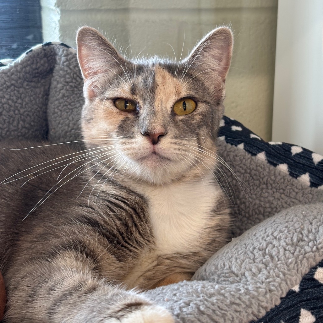 LILLY - Domestic Shorthair / Domestic Shorthair for adoption in League City