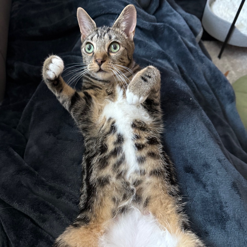 Peaches — thumbnail 5