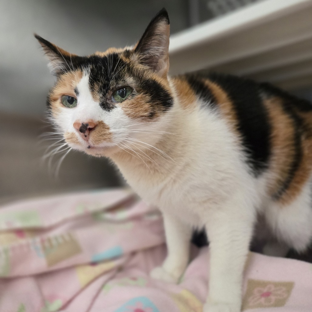 Photo of Kitty 4