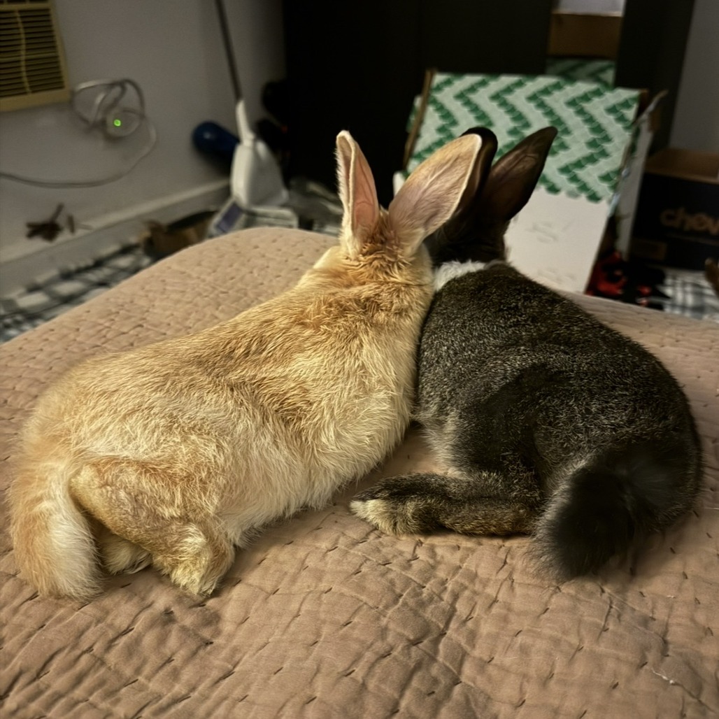 Pepper, photo 3