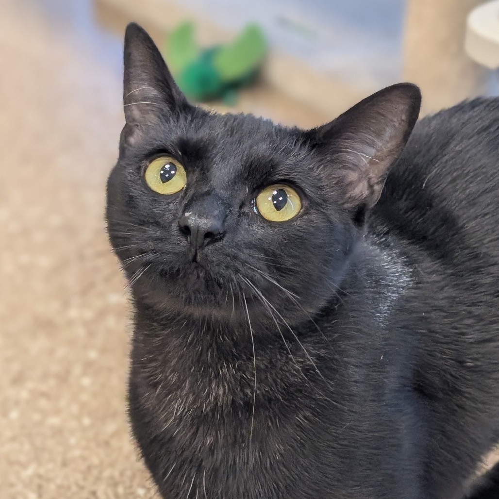 SCOUT - Domestic Shorthair available for adoption
