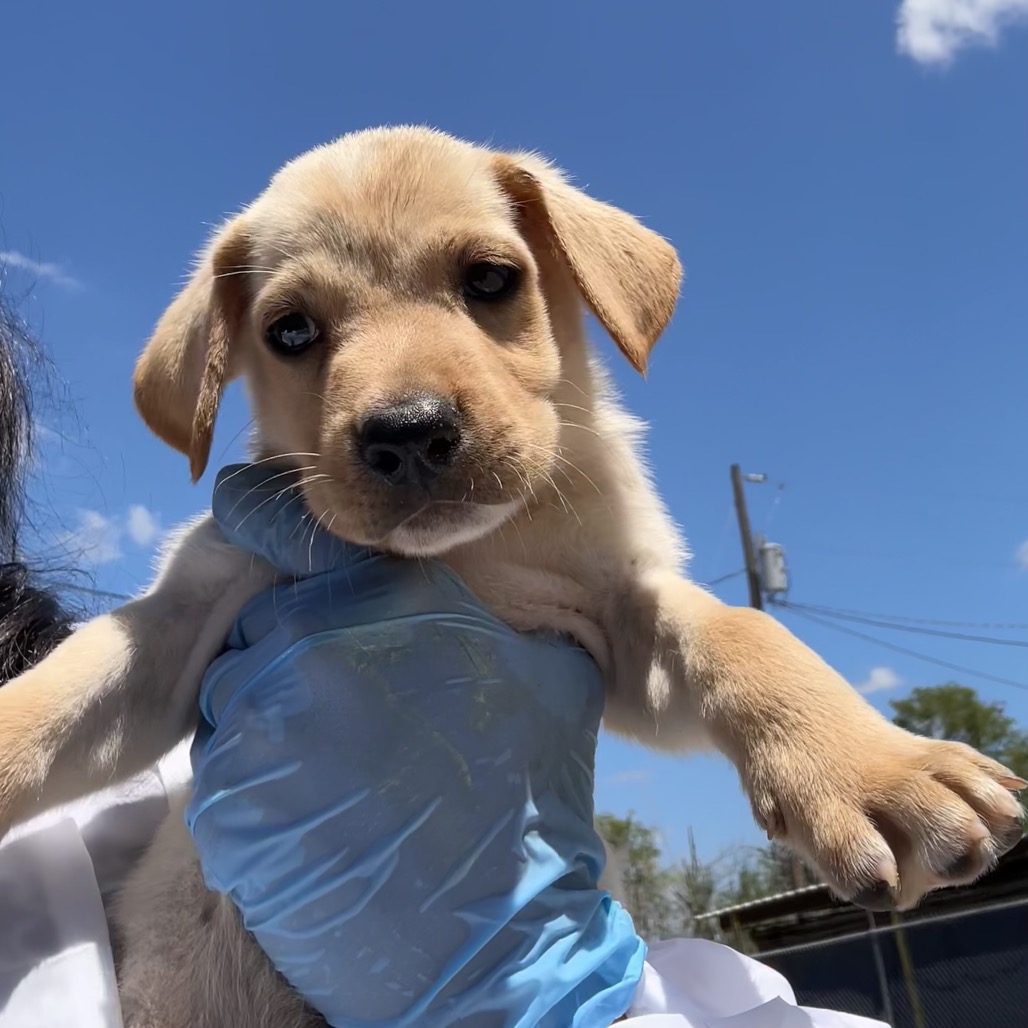 Willow, available for adoption at PVAS