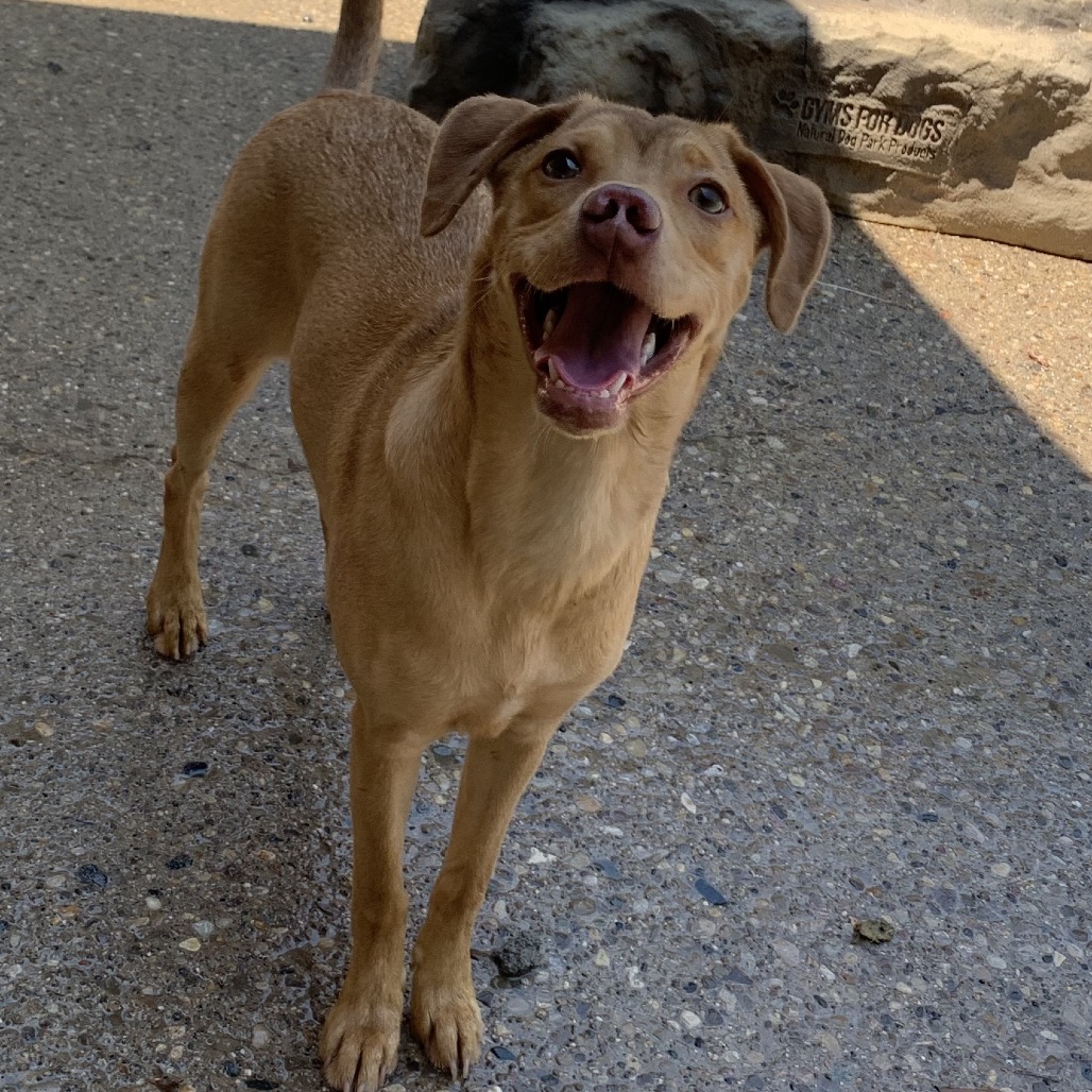 Star Crunch — thumbnail 5