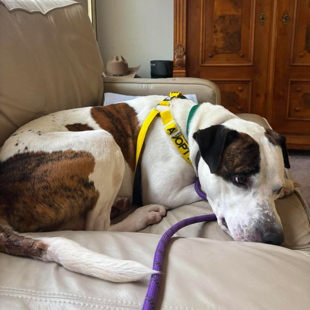 Pleasant Pup, photo 19