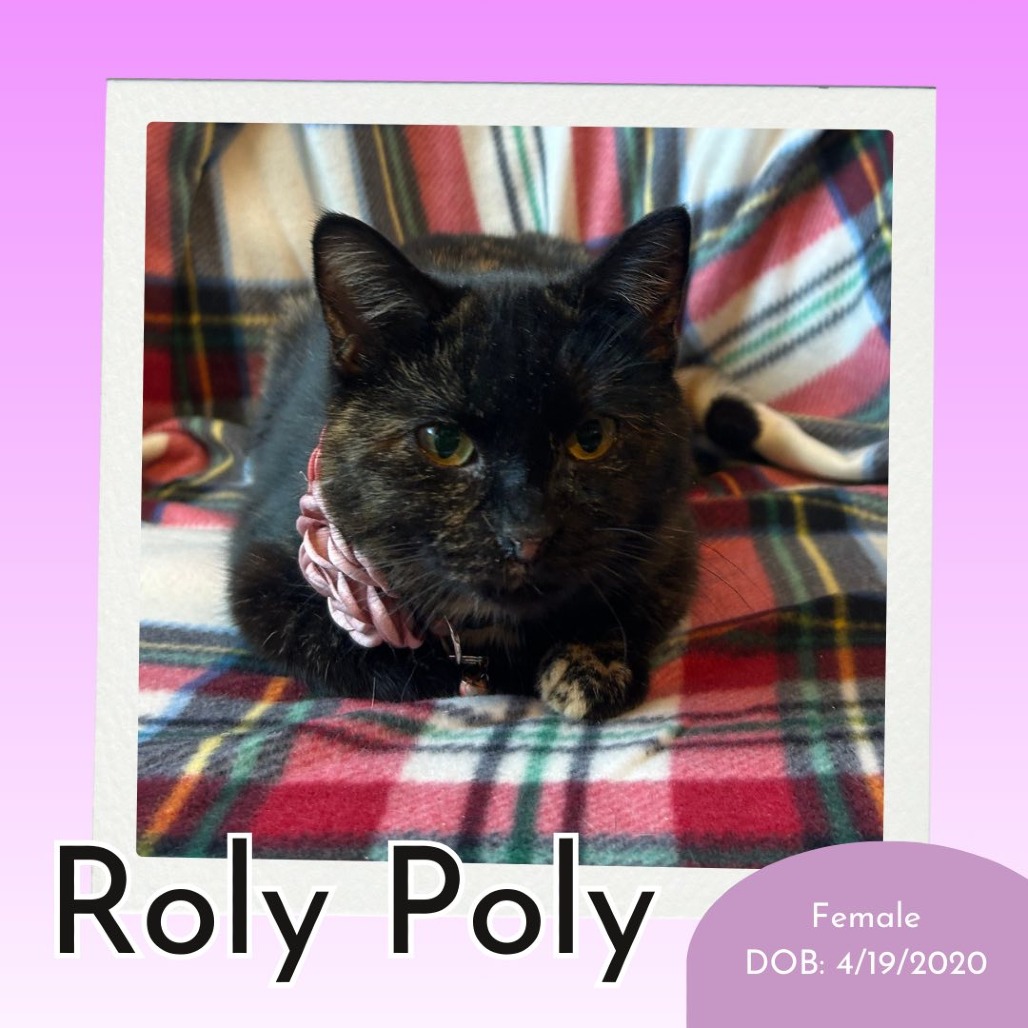 Roly Poly