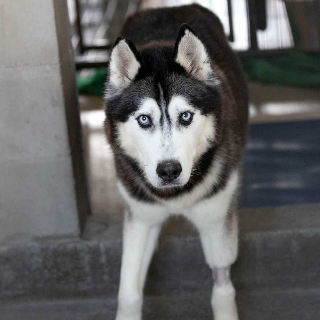 Oliver (F26-09), photo 8