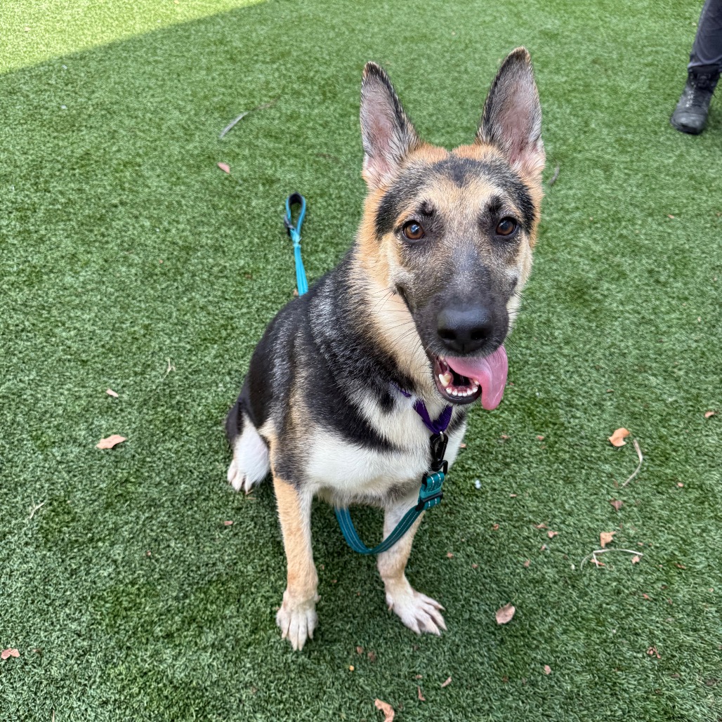 MILANI - Shepherd / German available for adoption