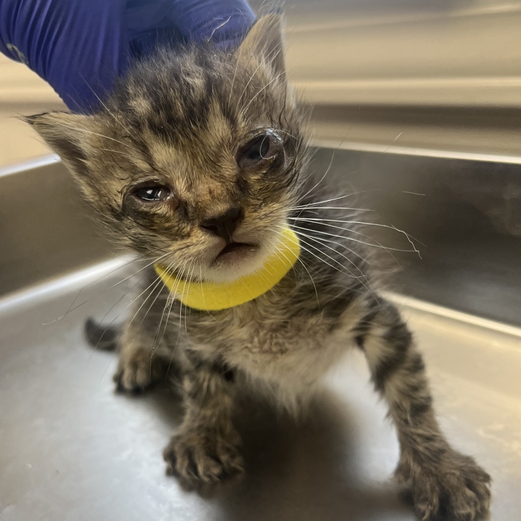 Tusc Stray 81435