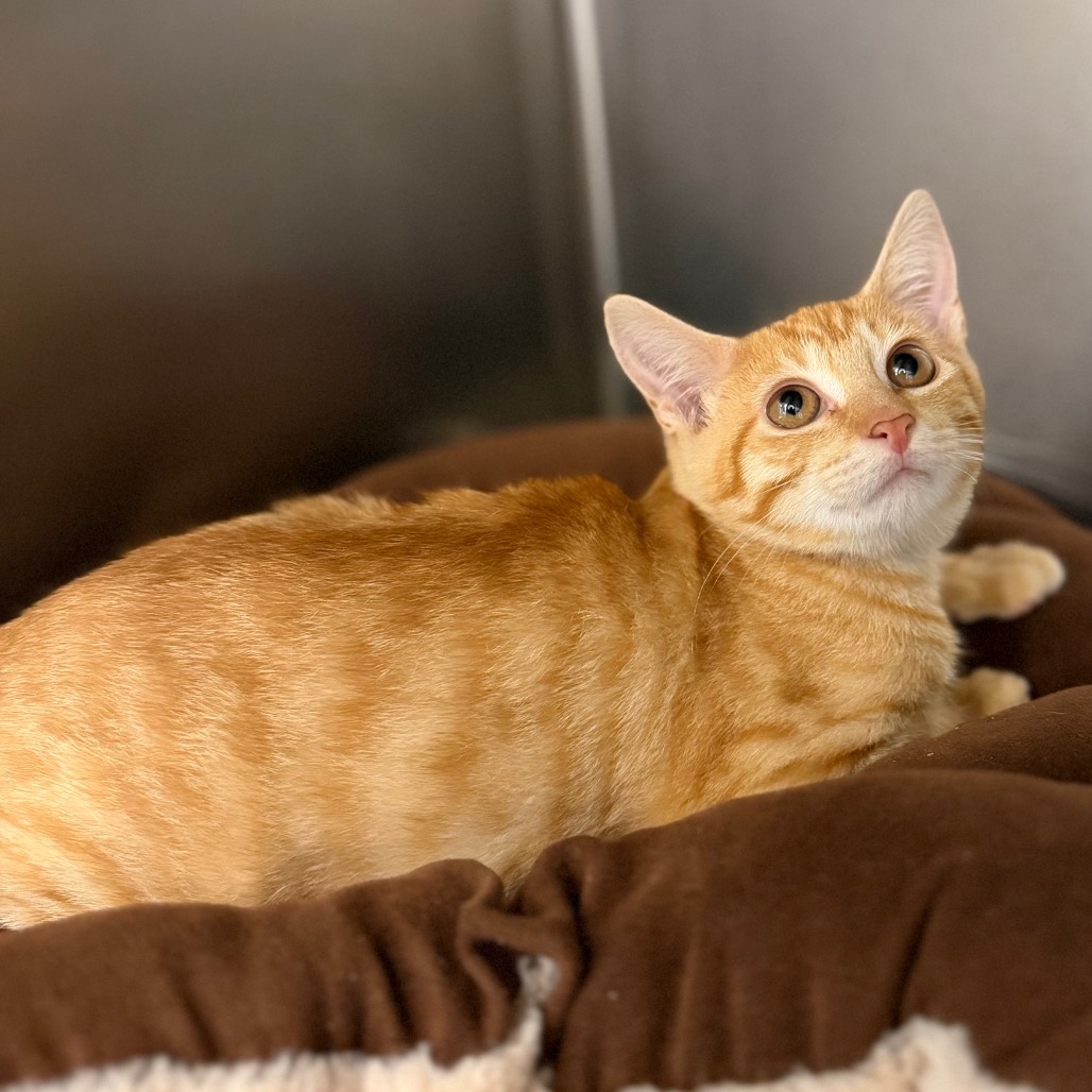 AMBER - Domestic Shorthair available for adoption