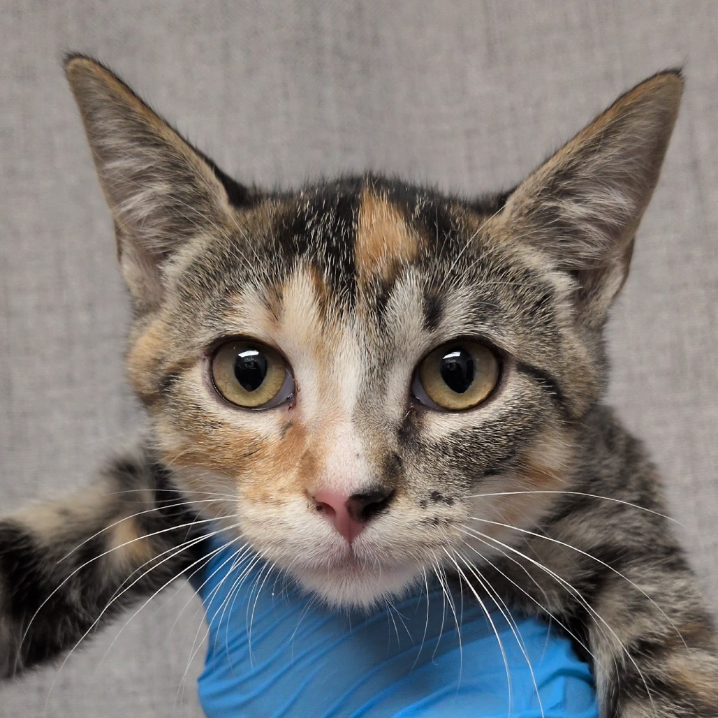 PETUNIA - Domestic Shorthair / Mix for adoption in Hattiesburg