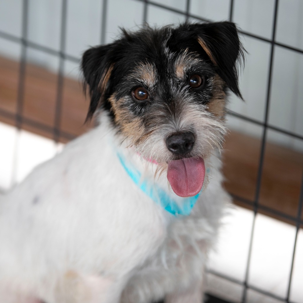BETH (AG26-60) - Terrier / Jack Russell available for adoption
