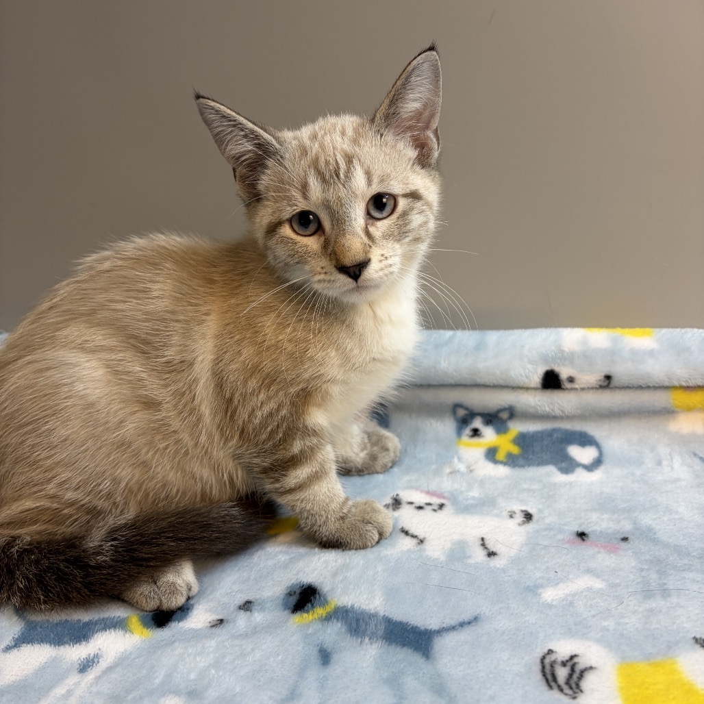 BUTTER - Siamese available for adoption