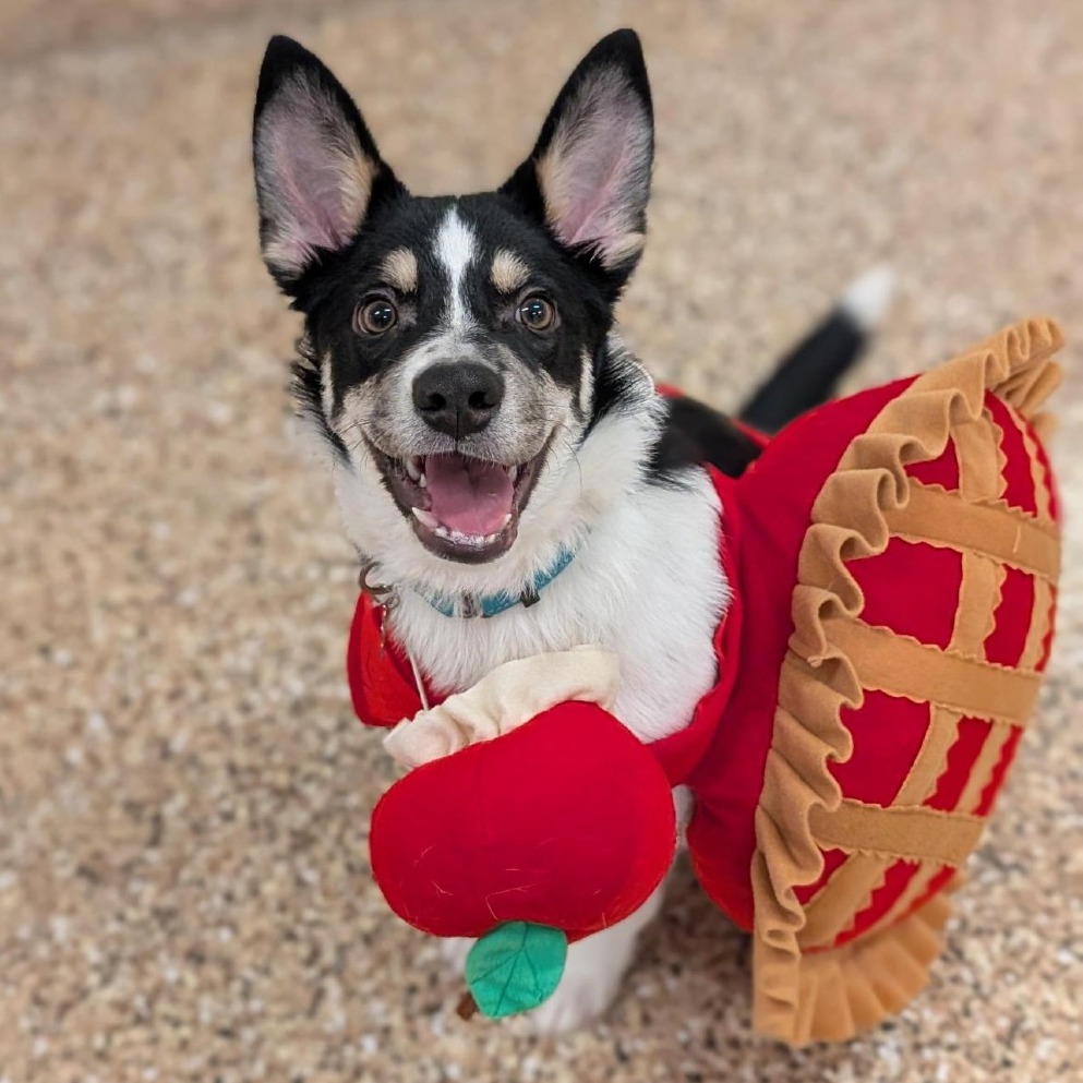 Mr. Heckles: Male 5 Cattle Dog/Mixed Breed (Medium)