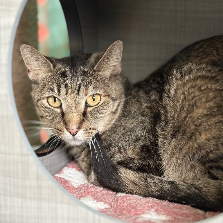 Close-up photo of Lil Bit