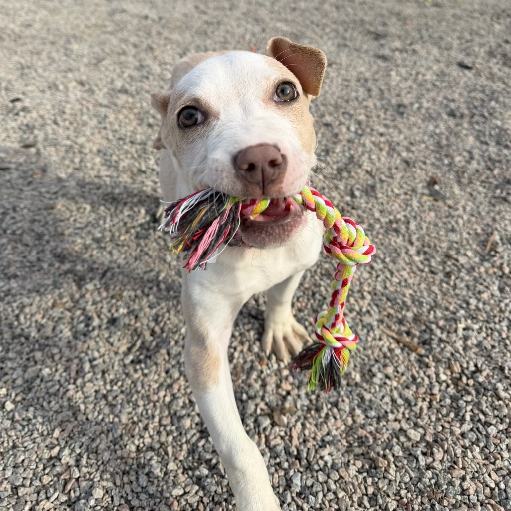 Rumble — thumbnail 3