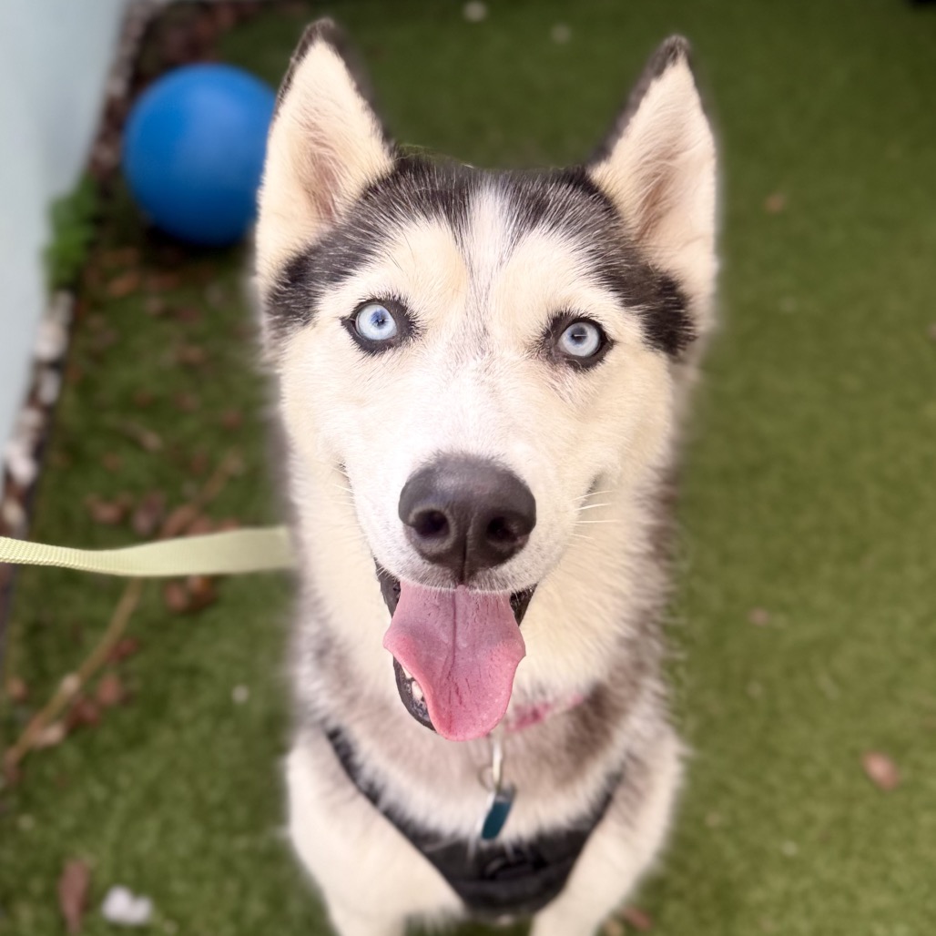 ARIEL - Husky available for adoption