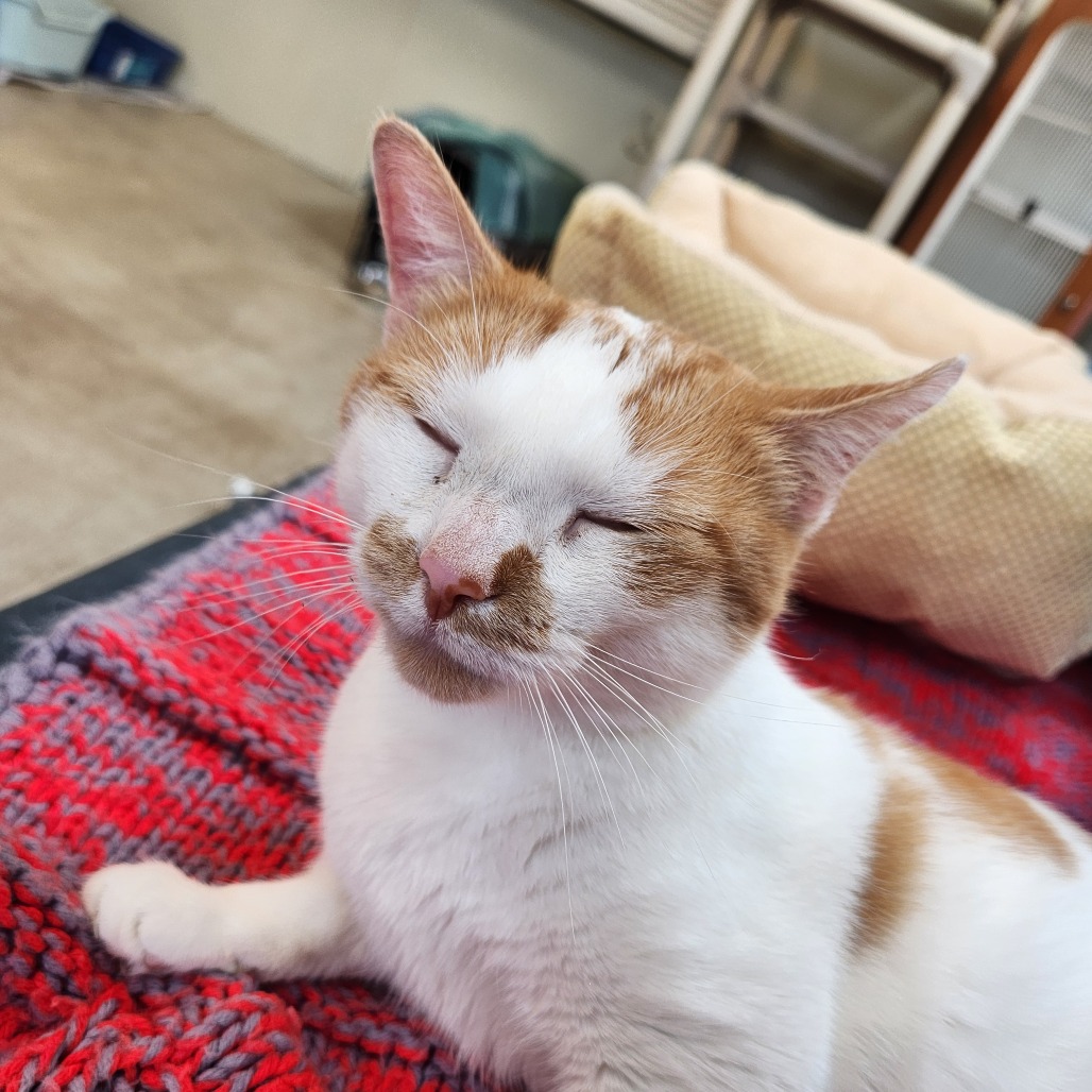 Mango, photo 8