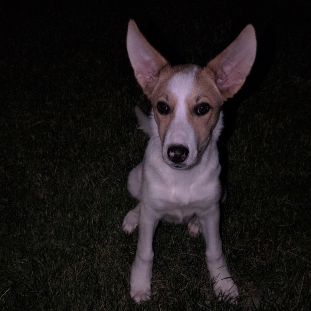 Dolores