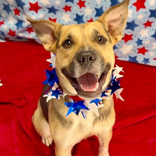 GWEN - Mixed Breed (Medium) available for adoption