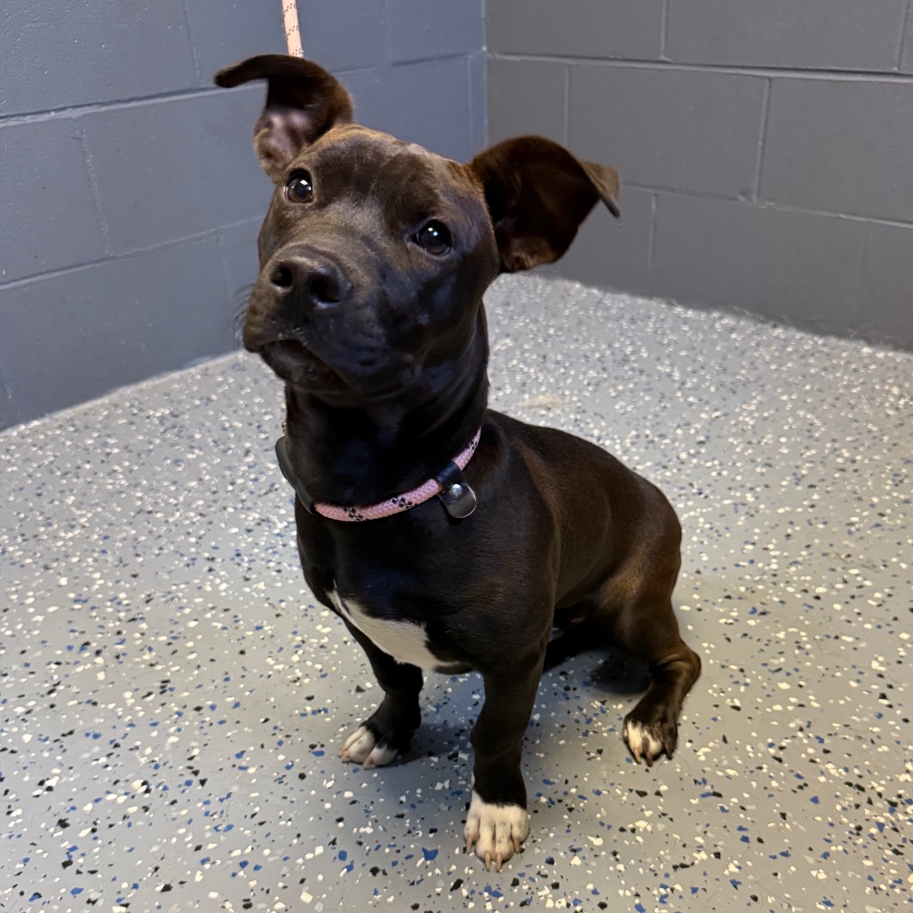  Photo of TUSC-Stray-84167
