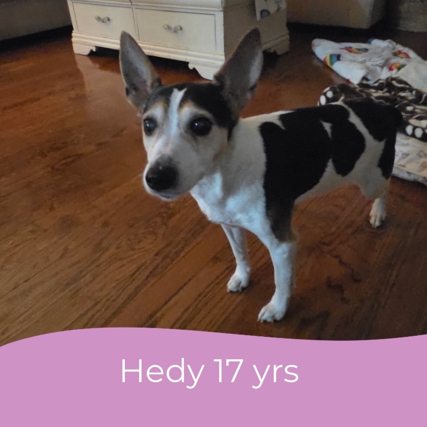 Hedy (Peanut), photo 6