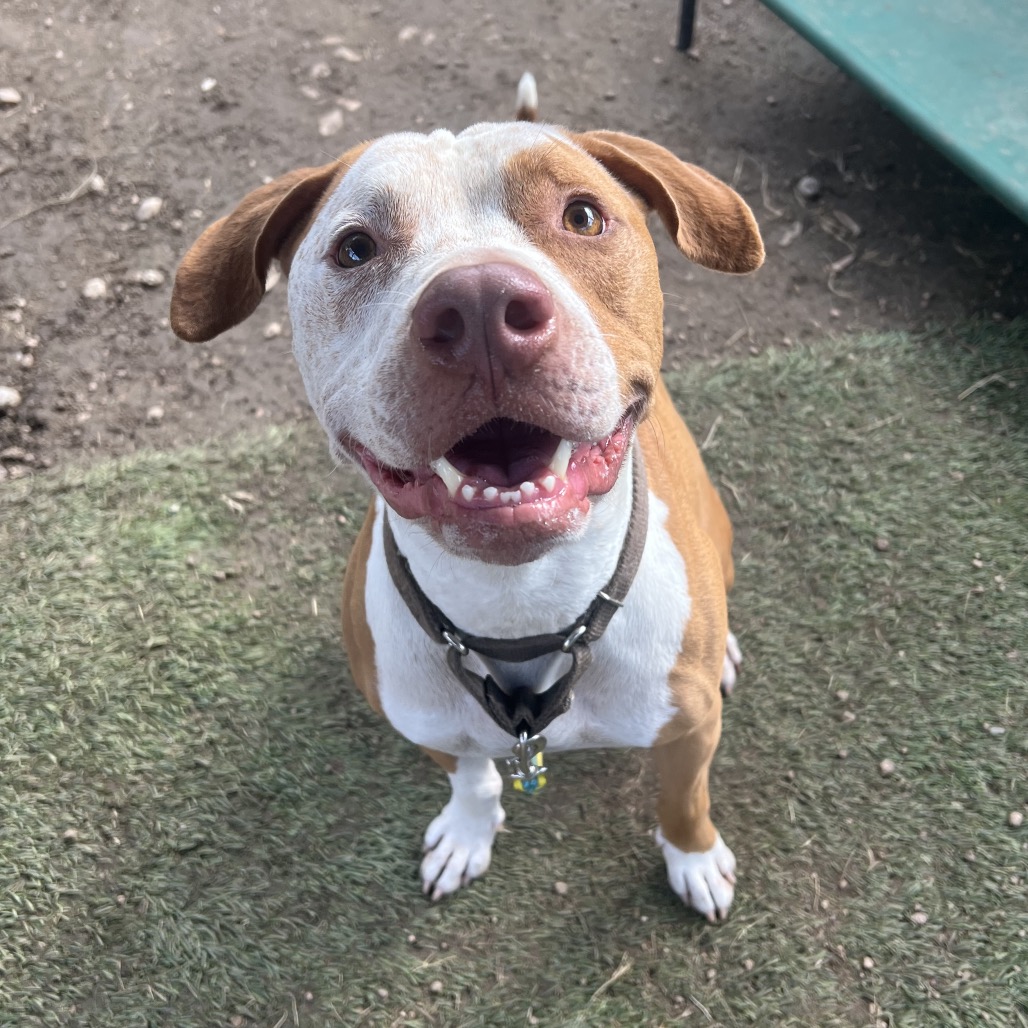Ginger Crisp, adoptable senior dog