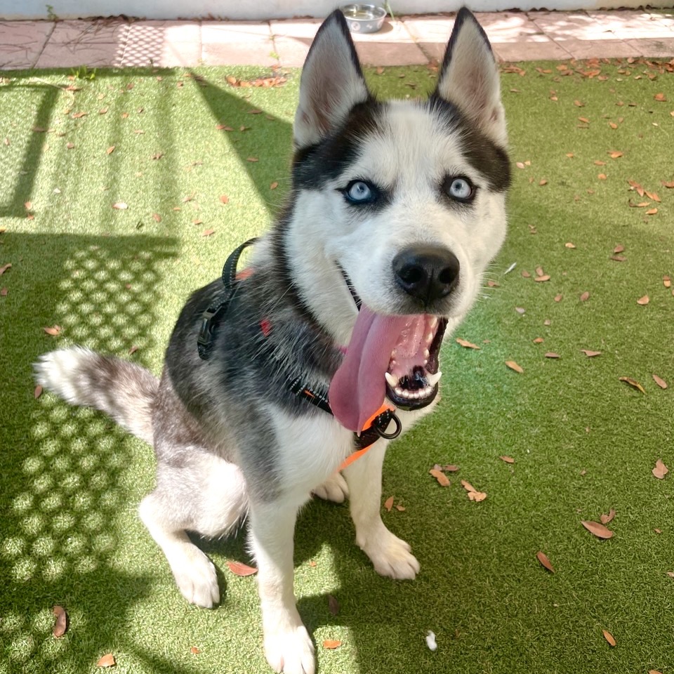 Close-up photo of Max