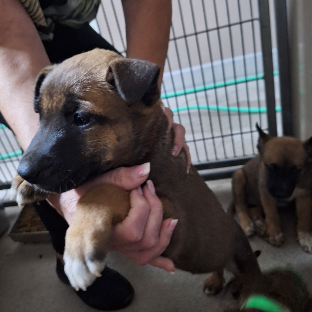 Kennel#10e (Red Collar)'s preview photo
