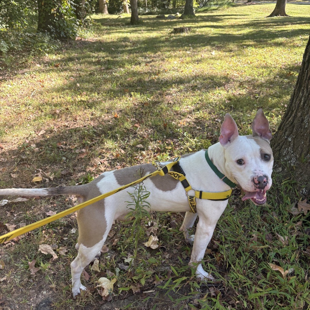 Sprocket, photo 27