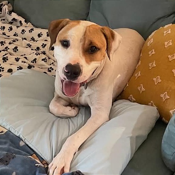 Photo of Buddy "Bohdi"
