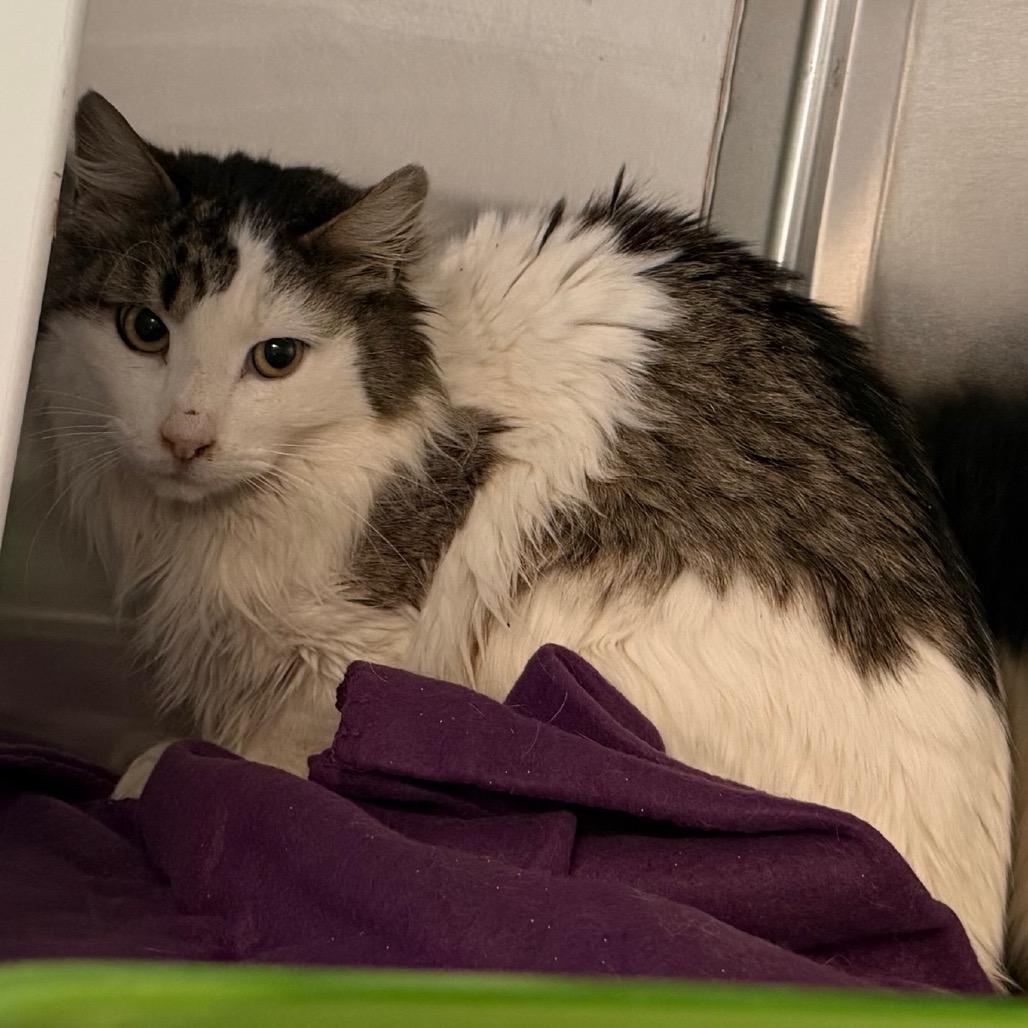 C#11's preview photo