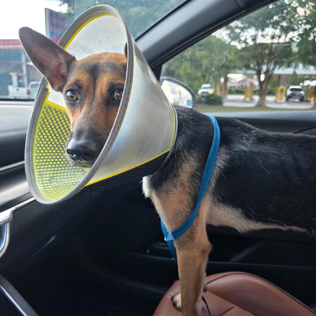 Gloria — thumbnail 3