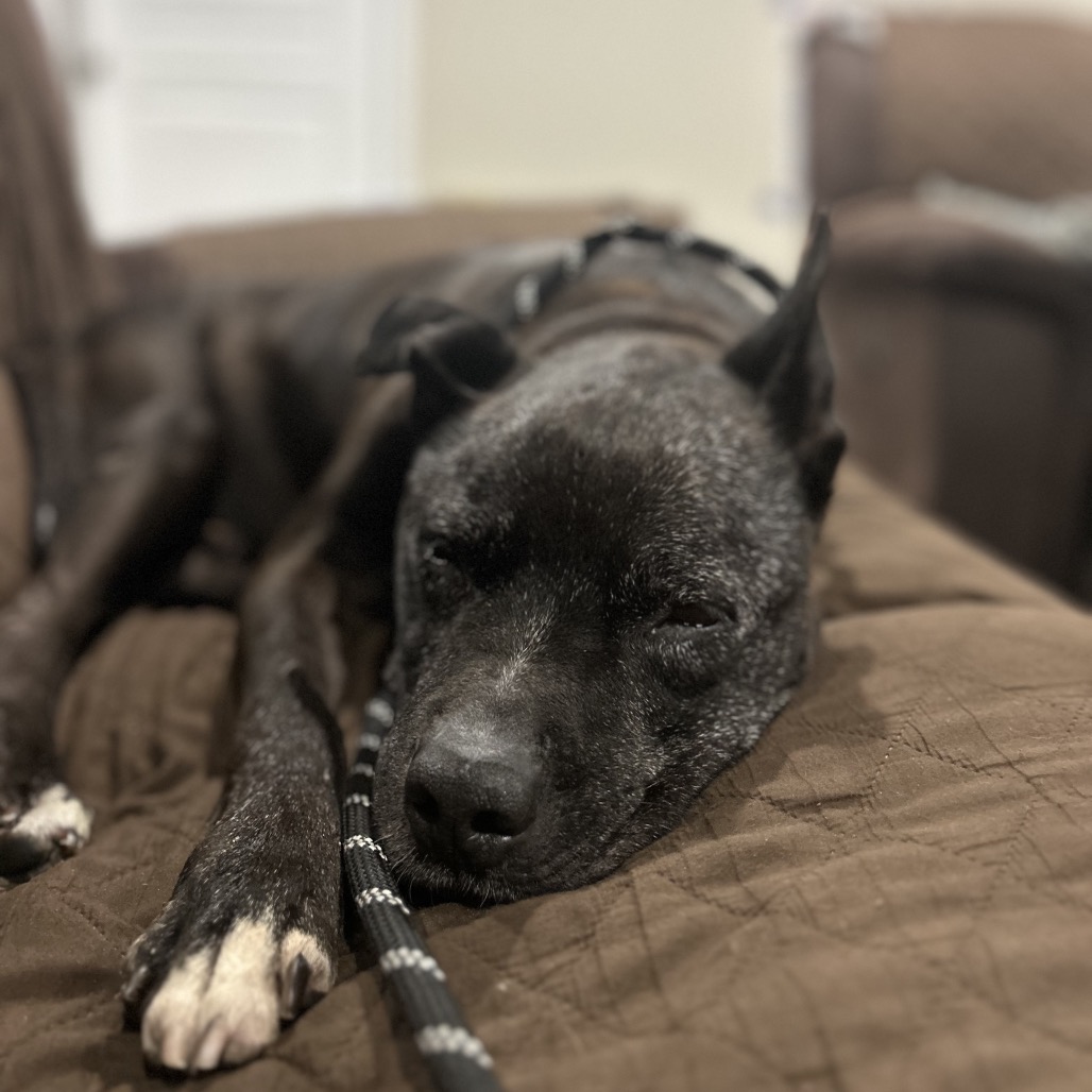 Gus, photo 3
