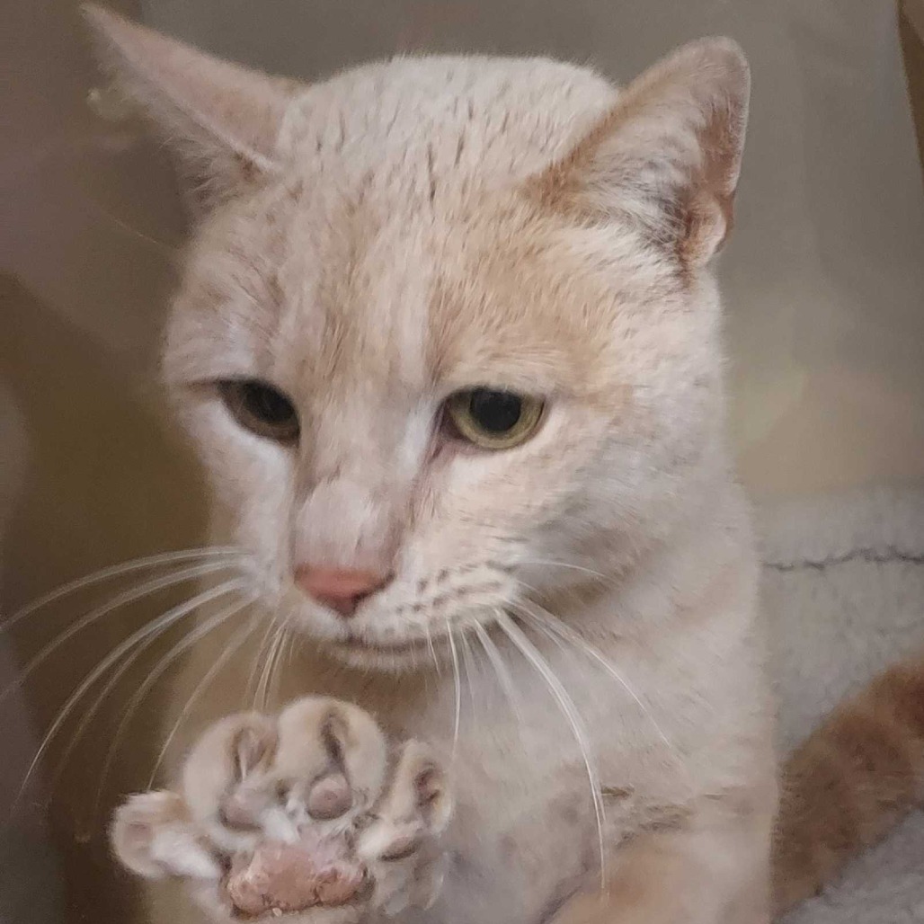 Loki — thumbnail 2