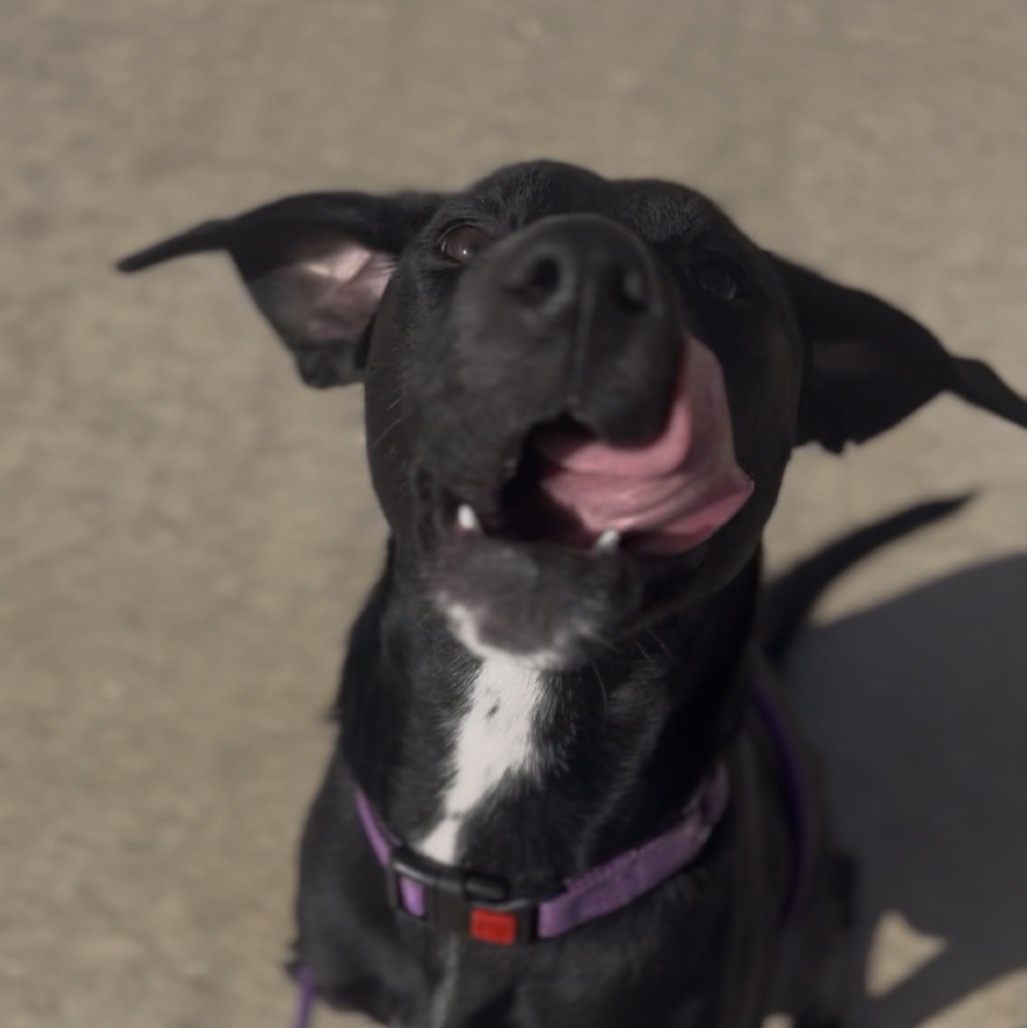Stella