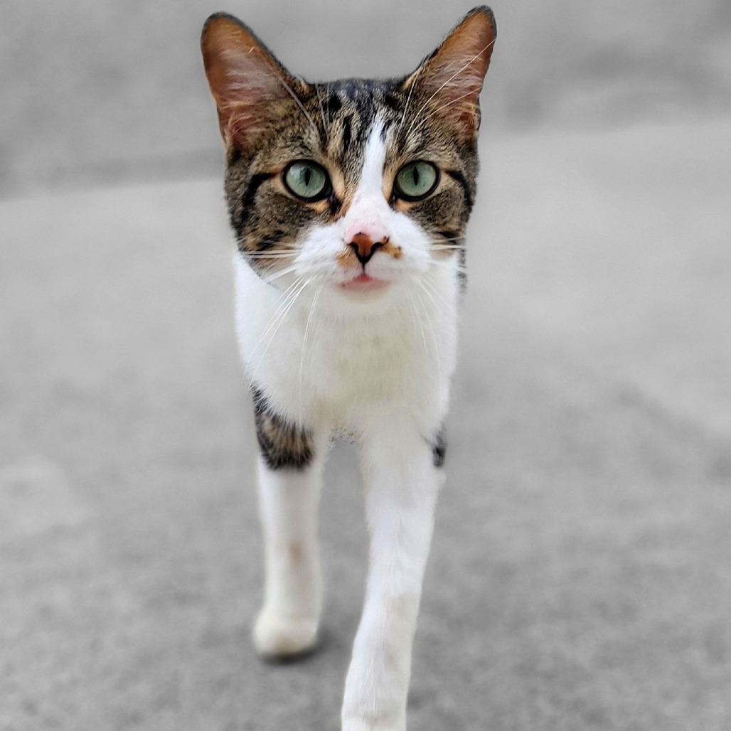 Rufus