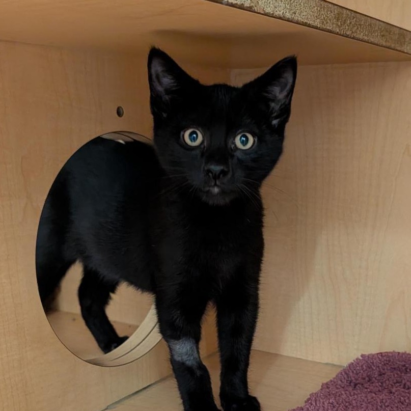 BLUEBERRY - Domestic Shorthair available for adoption