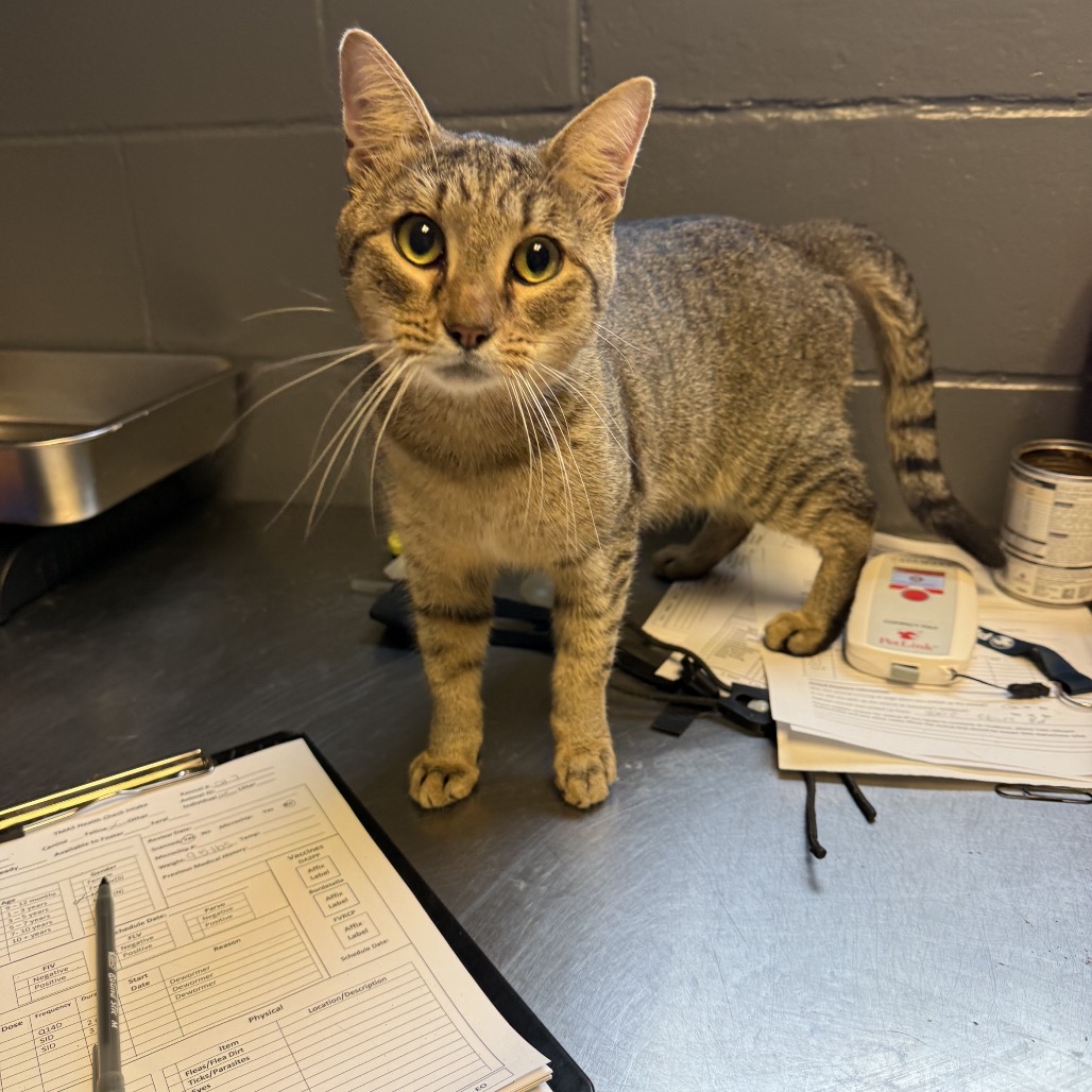 Tusc Stray 84789 2 3 4