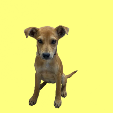 Tusc Stray 82141