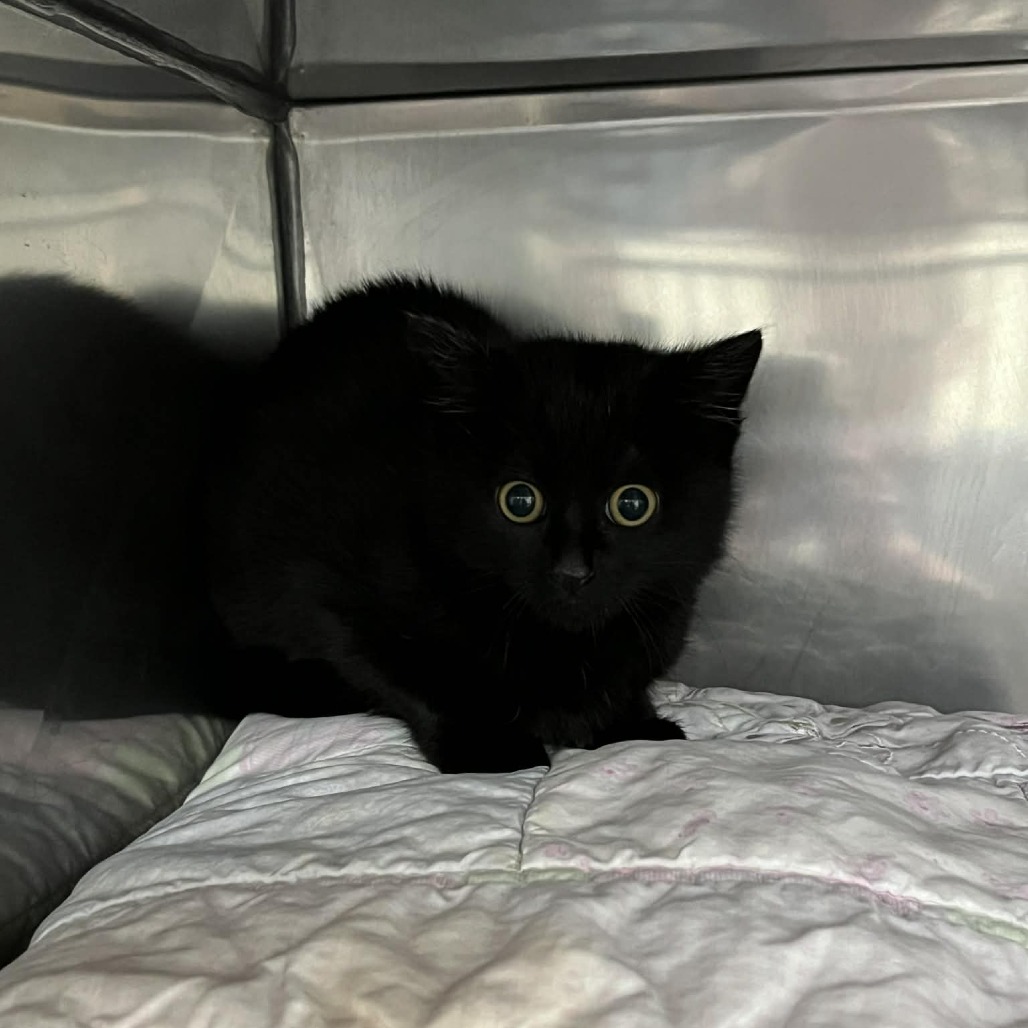 SVAS-Stray-38263 — thumbnail 2