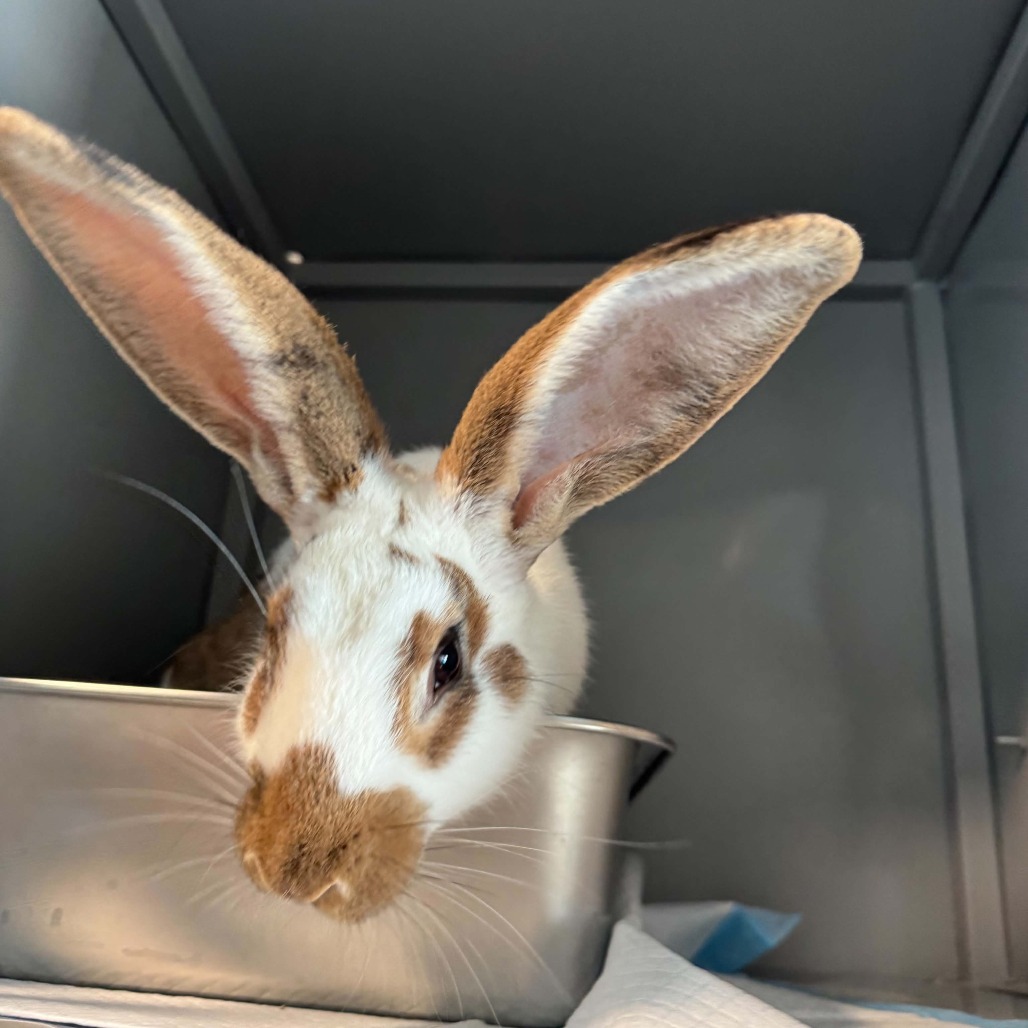 Mr.Hops