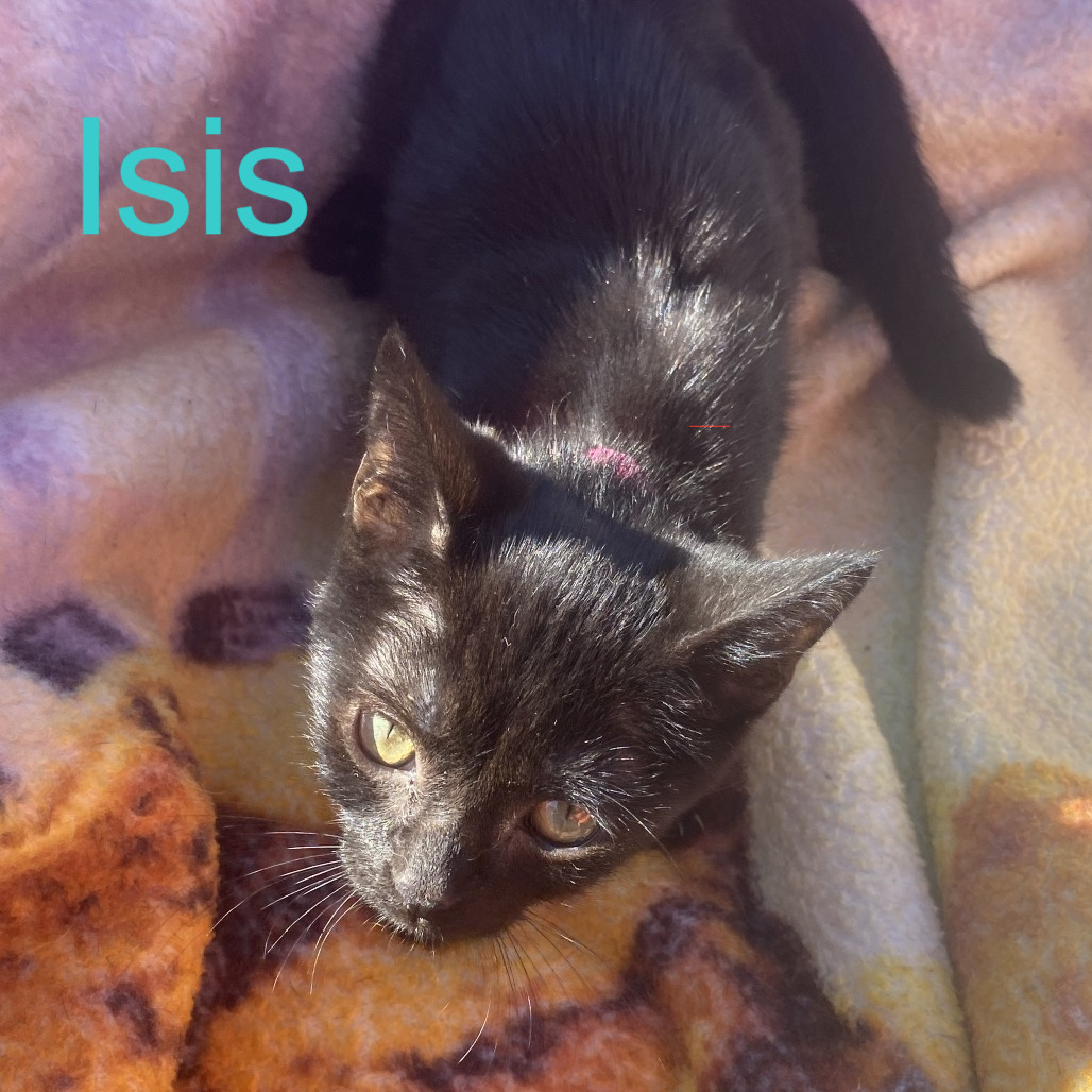 Isis, an adoptable cat