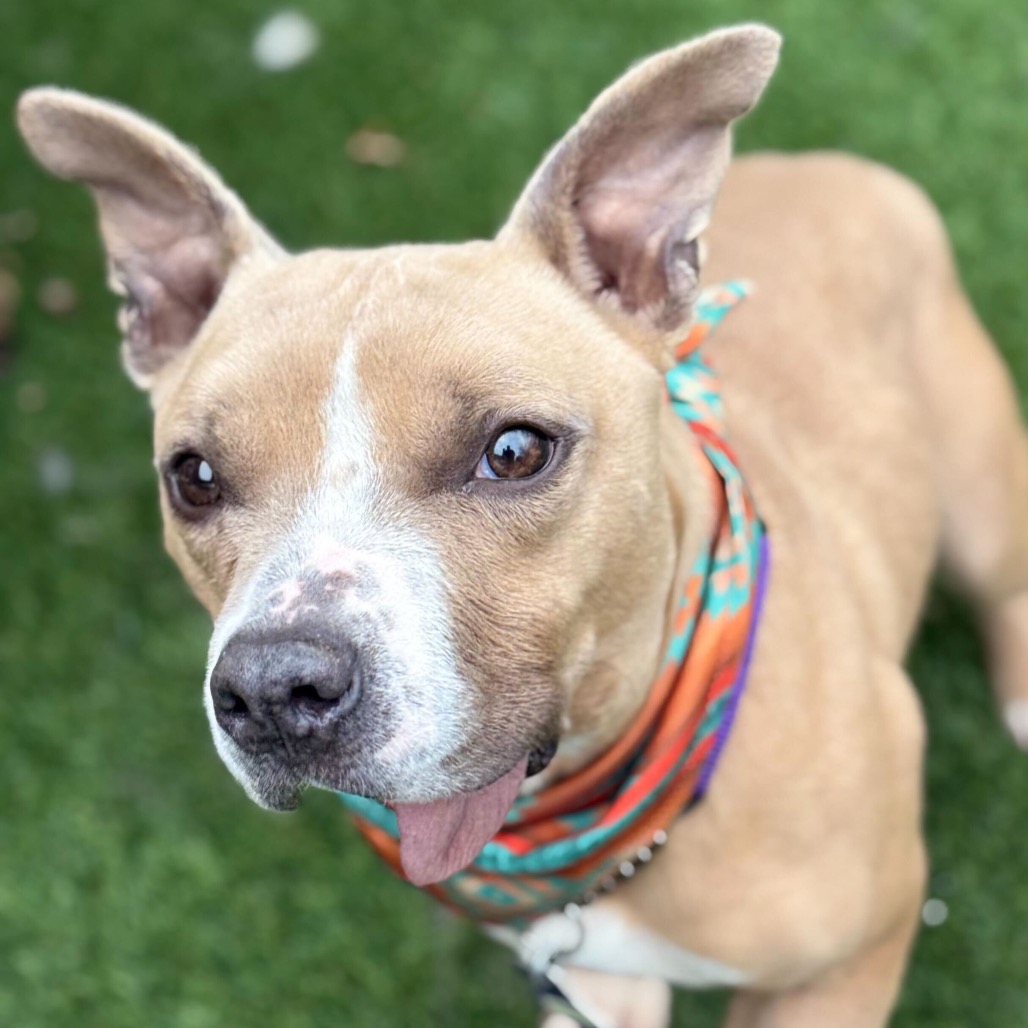 Tucker — thumbnail 4