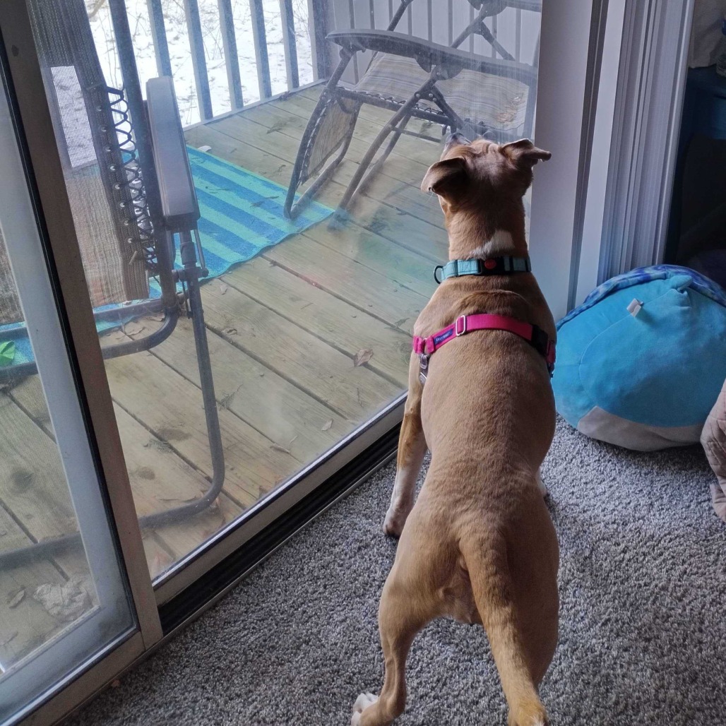 Sugar Cookie, additional photo