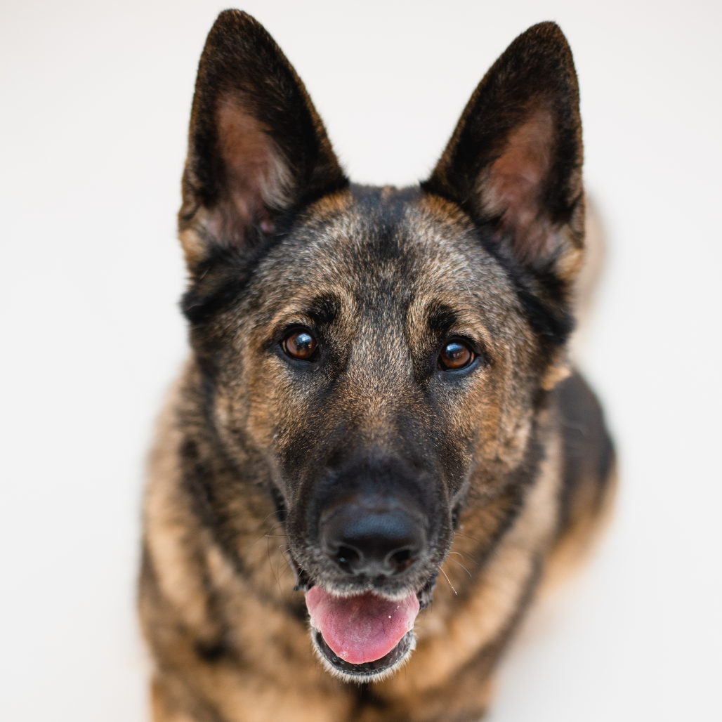 SASHA - Shepherd / German for adoption in Warwick