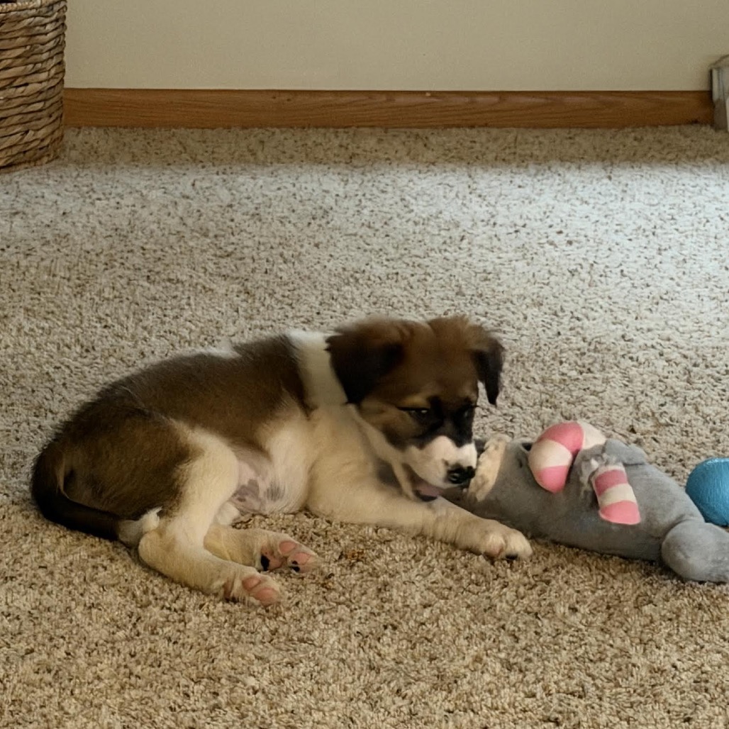 IVY - Mixed Breed (Medium) available for adoption