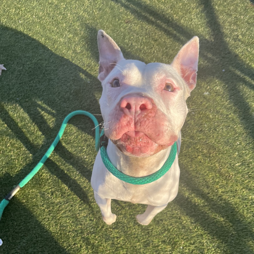 Charlie Chan — thumbnail 2